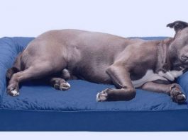 How To Wash A Smelly Dog Bed